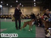 [Zw. �wiata 2006 THOR de Borelcan i Manuel Izquierdo]