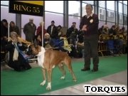[Naj. Pies, Zw. �wiata 2006 THOR de Borelcan i Manuel Izquierdo]